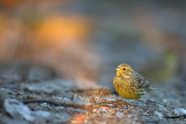 La tierra y el pájaro amarillo sentado en ella