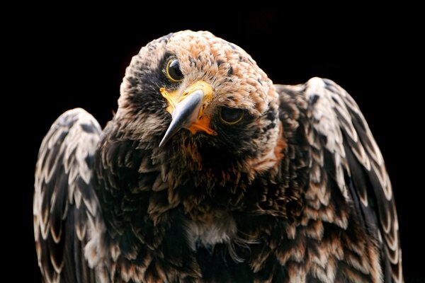 Muy hermoso y majestuoso pájaro águila