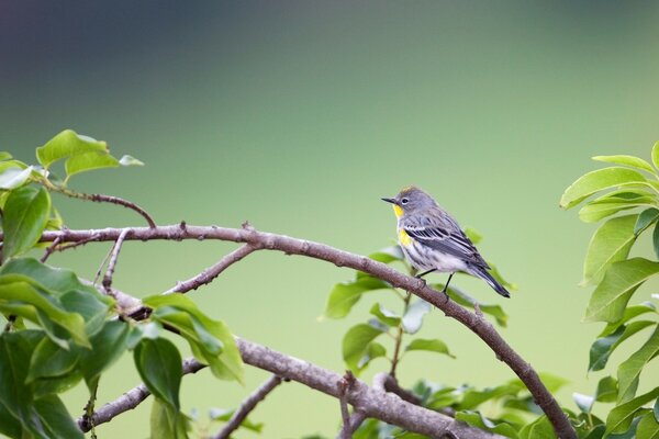 La faune est riche en oiseaux