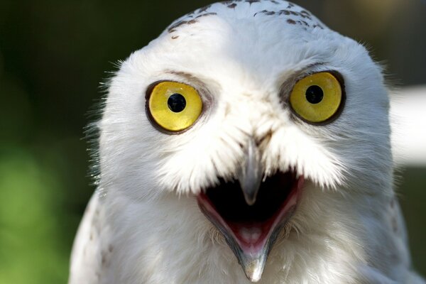 Polar owl with yellow eyes