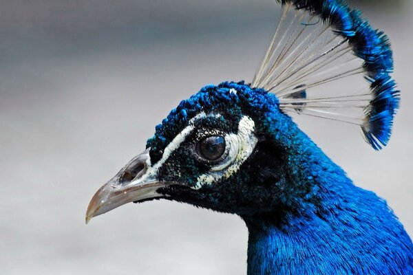 Pfau mit blauen Federn und spitzem Schnabel