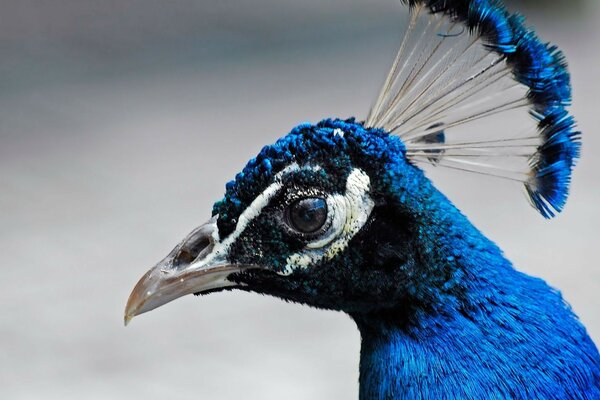 孔雀与蓝色的羽毛和锋利的喙