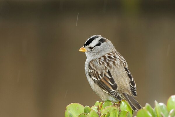 Bird in the wild in the rain