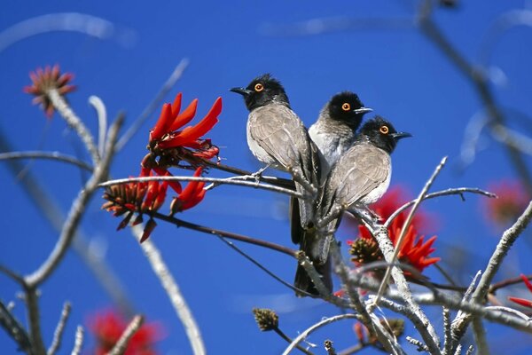 Three birds are sitting on a branch in the open air