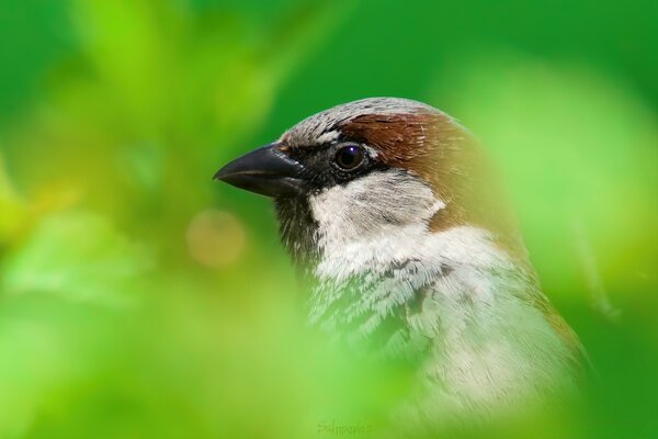 Der Kopf eines Vogels, der aus den Büschen herausragt