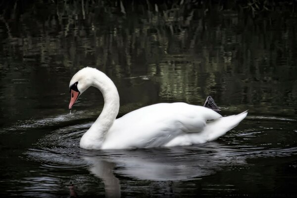 Schwan, der auf dem See schwimmt