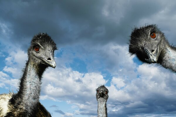 Three ostrich faces are looking at you