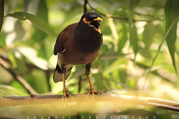 Vogel auf einem Ast mit offenem Schnabel