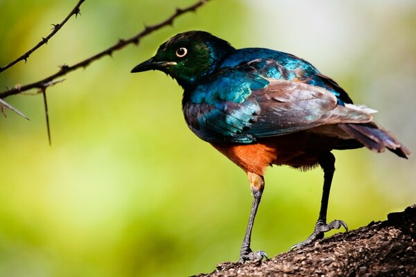 Pájaro brillante en la naturaleza