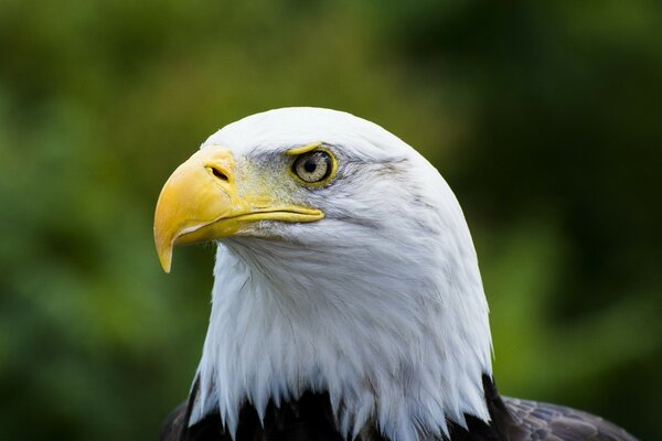 Bald eagle yellow beak