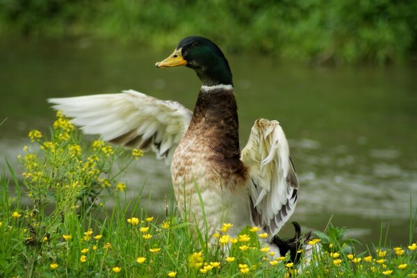 Oiseau important sur fond de faune