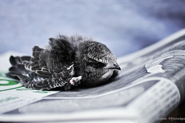 A bird is sitting on a newspaper. A baby bird on paper