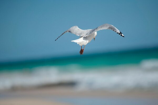 Soaring seagull over the sea