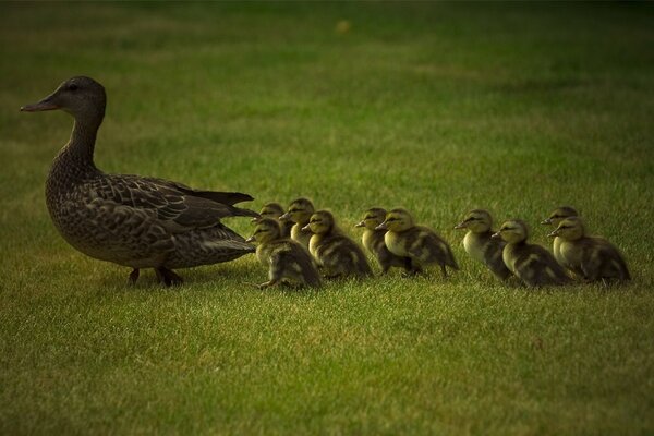 Mother duck and her ducklings are walking