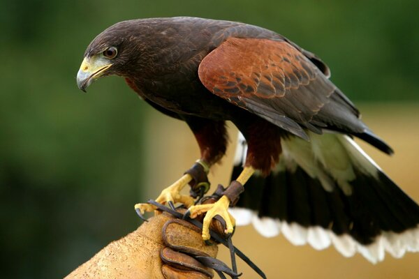 A bird of prey on the arm. Tamed Eagle