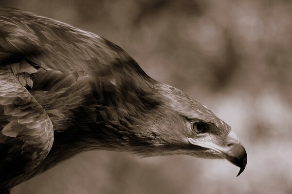 A strict eagle is looking out for prey