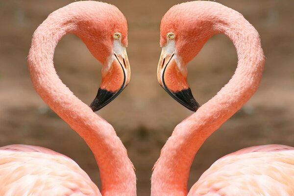 A pair of pink flamingos in love