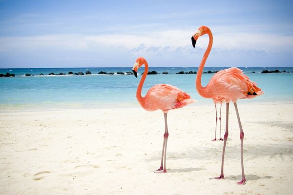 Flamencos rosados contra arena blanca y mar