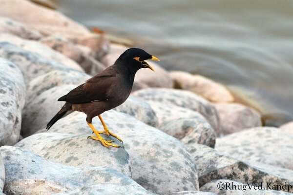 Oiseau sur les rochers près de l eau