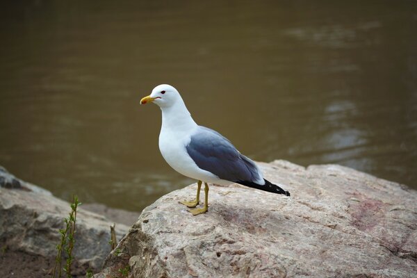 Vogel Möwe auf einem Stein am Wasser