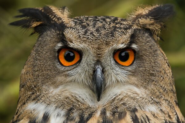 Owl in nature for the desktop