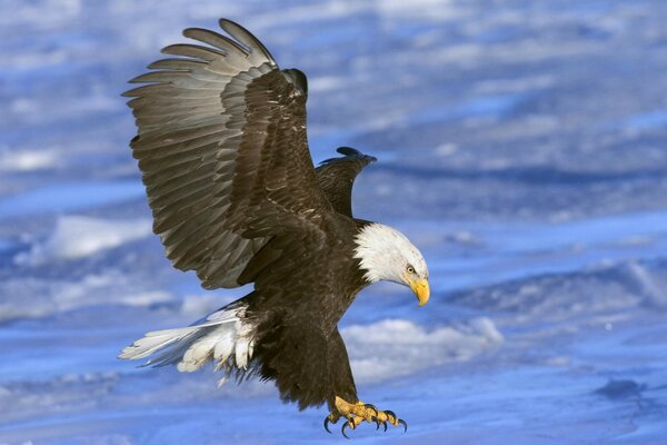 Énorme aigle planant près de l eau