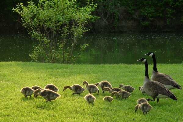 Geese with chicks on the grass