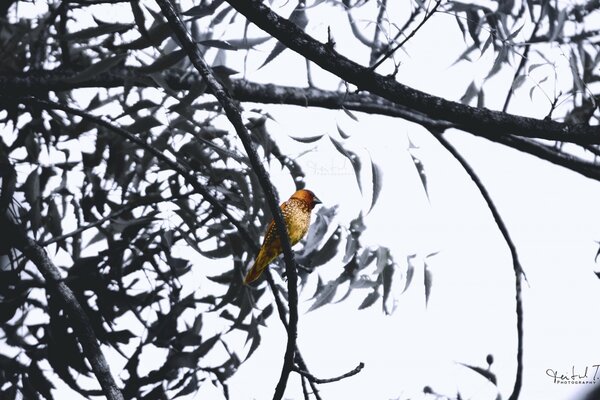 A snigir flew in and landed on a tree branch