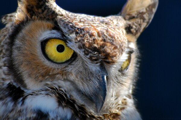 Tête de hibou sauvage gros plan