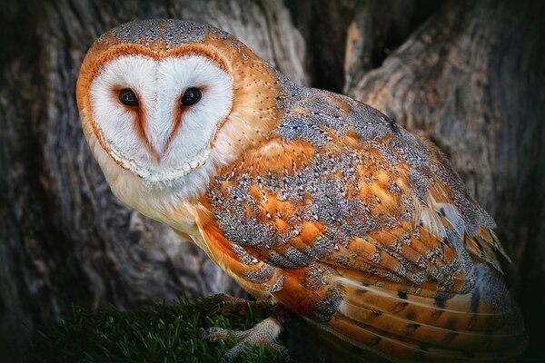 Die Eule ist ein wilder Vogel der Natur