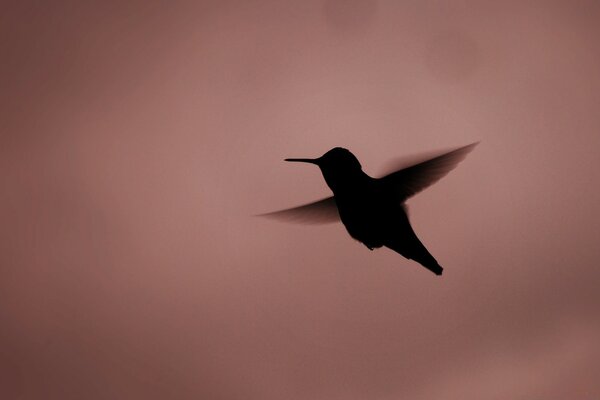 Une prichka plane dans le ciel