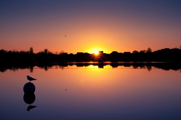 Vogel, der bei Sonnenuntergang auf einem Stein im Wasser sitzt