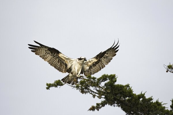 Schöner Wildvogel