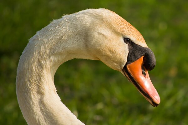 Cygne est un très bel oiseau dans la nature