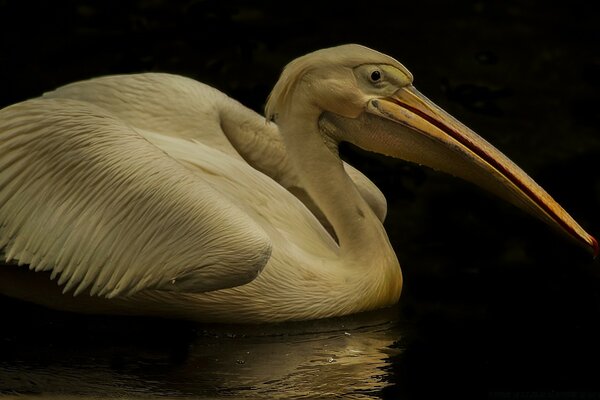 Oiseau pélican dans la nature sur l eau