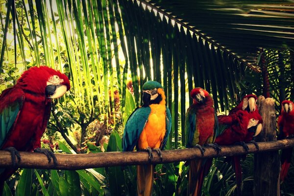 Macaw parrots are sitting on a branch