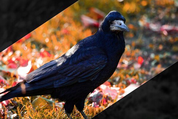 A raven on the background of autumn foliage. Bird in the park