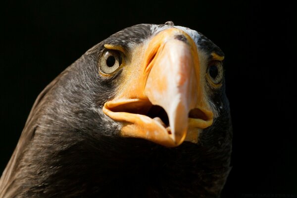 Mirada depredadora del águila. Pájaro sobre fondo oscuro