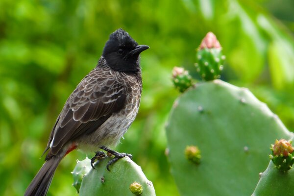 Rot belüftete Nachtigall Vogel