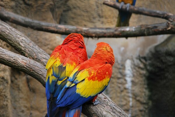 A parrot bird lives in the zoo, beautiful nature