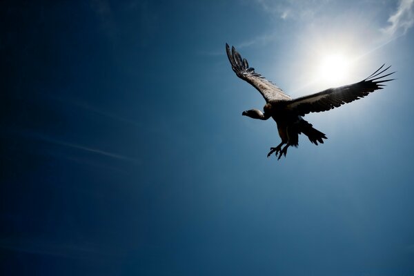 Águila flotando en el cielo azul