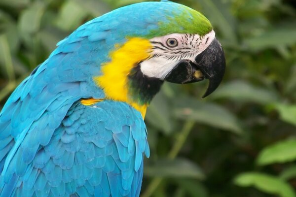 Pappagallo uccello della fauna selvatica