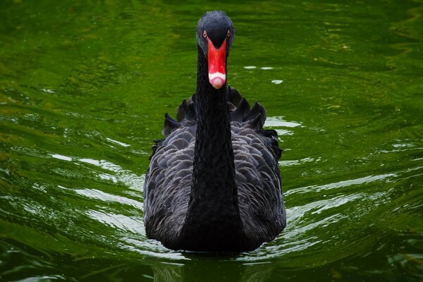 Cisne negro na natureza