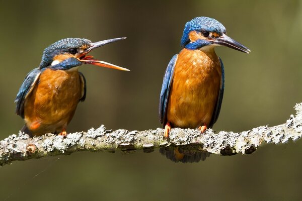 Les oiseaux exotiques communiquent entre eux