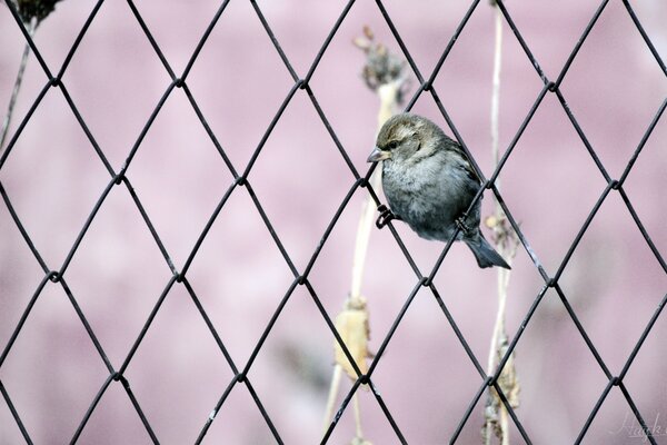 La red urogallo y el pájaro sentado en ella