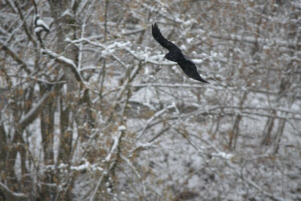 A black raven flies against the background of trees in the snow