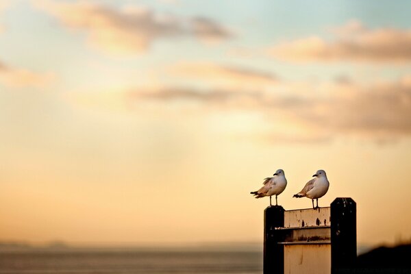 Deux mouettes sur fond de coucher de soleil