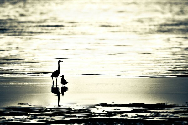 Vogelspaziergang am Strand