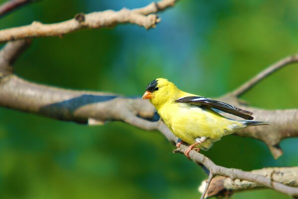 Gelber Vogel, der auf einem Ast sitzt, der Frühling ist gekommen