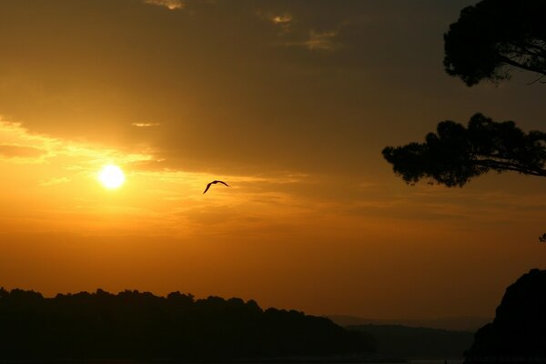 L uccello vola ai raggi del sole al tramonto